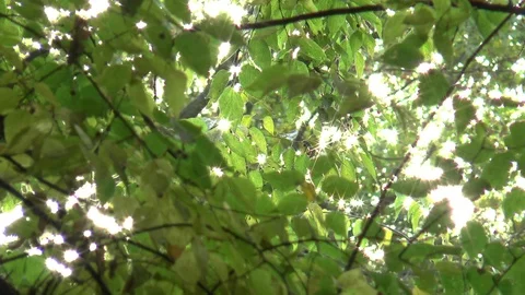 Sun Sparkling Through A Tree Stock Footage 99917292