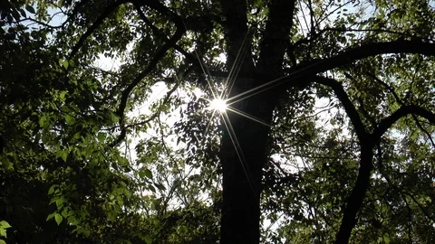Sun Sparkling Through Trees Stock Footage 100285989