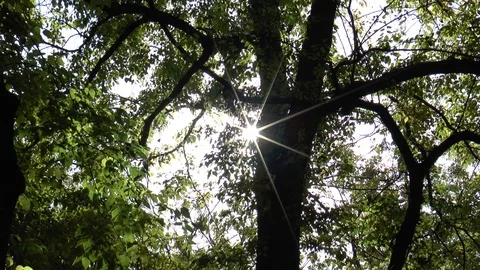 Sun Sparkling Through Trees Stock Footage 100286248