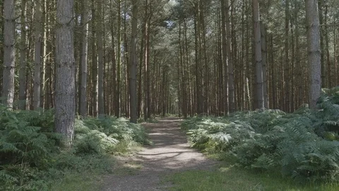 Sun speckled forest pathway sits symetrical Stock Footage 112969270