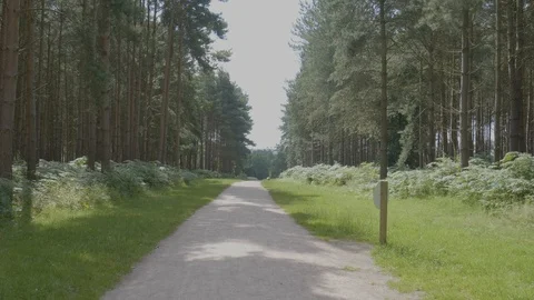 Sun speckled nature pathway Stock Footage 112971645