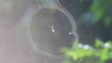 Sun spider building itself a web in Kaziranga national park Stock Footage 261033756