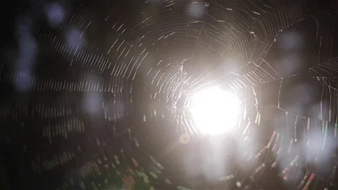 Sun in spider web forest background macro close up shallow depth of field Stock Footage 71315533