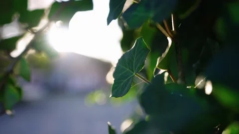 Sun splash over green leafs Stock Footage 196420073