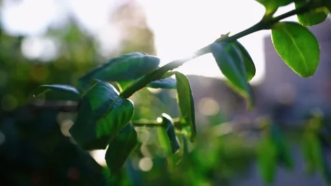 Sun splash over green leafs Stock Footage 196420201
