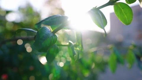 Sun splash over green leafs Stock Footage 196420302