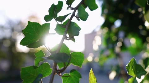 Sun splash over green leafs Stock Footage 196420334