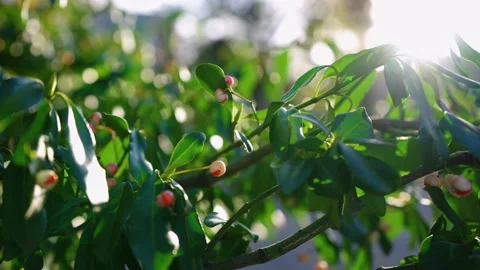 Sun splash over green leafs Stock Footage 196420391