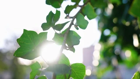 Sun splash over green leafs Stock Footage 196420442