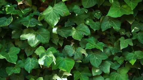 Sun spots Ivy Hedera plant filling the wall of the house. Wind gusts shake Vídeo Stock 243939229