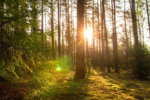 Sun in spring forest Stock Photos