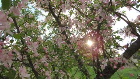Sun spring trees blossoms pink Stock Photos