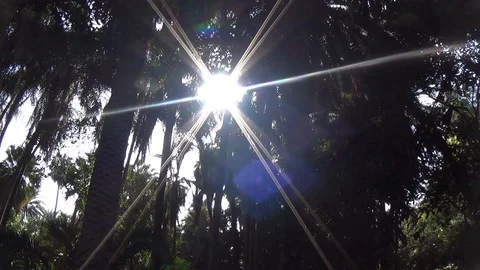The sun is like the star among the thick trees Stock Footage 129974396