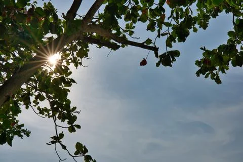Sun star behind trees Stock Photos
