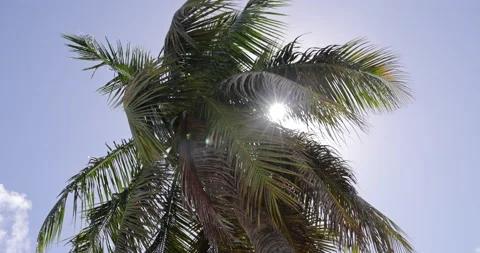 Sun star flashes through the fronds of blowing palm tree Stock Footage 233062401