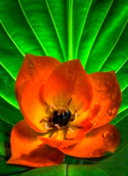 Sun star flower Foto stock