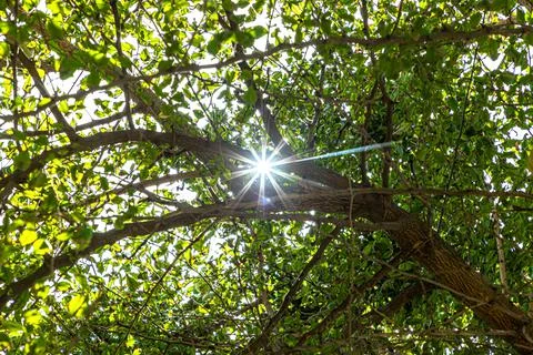 Sun star light through tree trunks in the park. Stock Photos