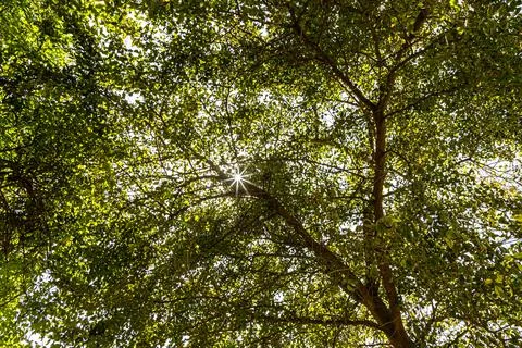 Sun star light through tree trunks in the park. Stock Photos