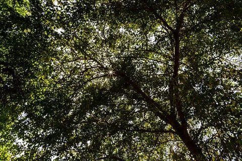Sun star light through tree trunks in the park. Stock Photos