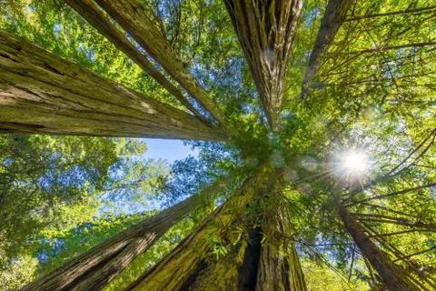 Sun Star Rays Tall Trees Towering Redwoods National Park California Stock Photos