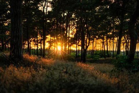 Sun star on setting sun in the forest at golden hour Stock Photos