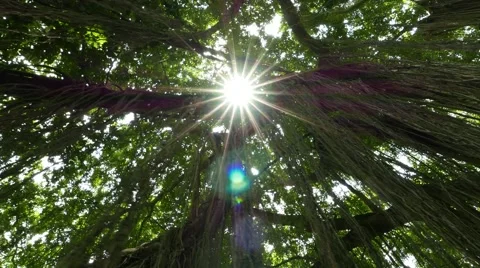 Sun star shine through dense banyan crown, branches and hanging roots Stock-Footage 52260273