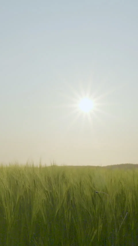 Sun Star Shining Over Green Rapeseed Field At Sunset In Kielno Stock Footage 335897094