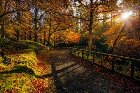 Sun star shining through branches in golden coloured autumn trees in Tollymor Stock Photos