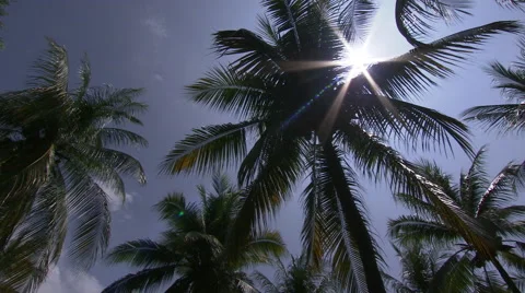 Sun star through Palm Stock Footage 39964377