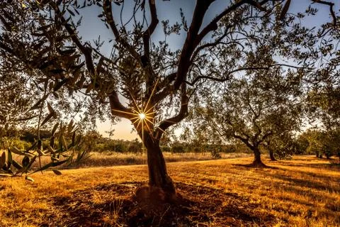 Sun star through the tree Stock Photos