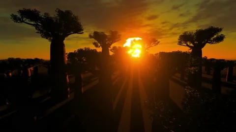 Sun starburst at the baobab trees Stock Footage 168426891