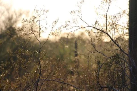 Sun starting to set in the desert Stock-Fotos
