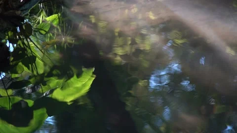 Sun streaks and reflection along water and lily pads  Stock Footage 138669685