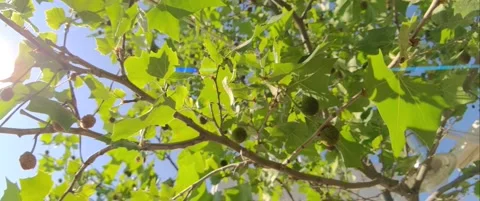 Sun streaks and tree branches, Anamorphic 스톡 동영상 143152155