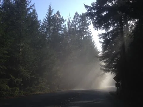 Sun streaks through Redwood trees, California Coast Stock Photos