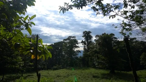 Sun Stream Behind Leaves Of Small Tree [Slow Motion] Stock Footage 88884025