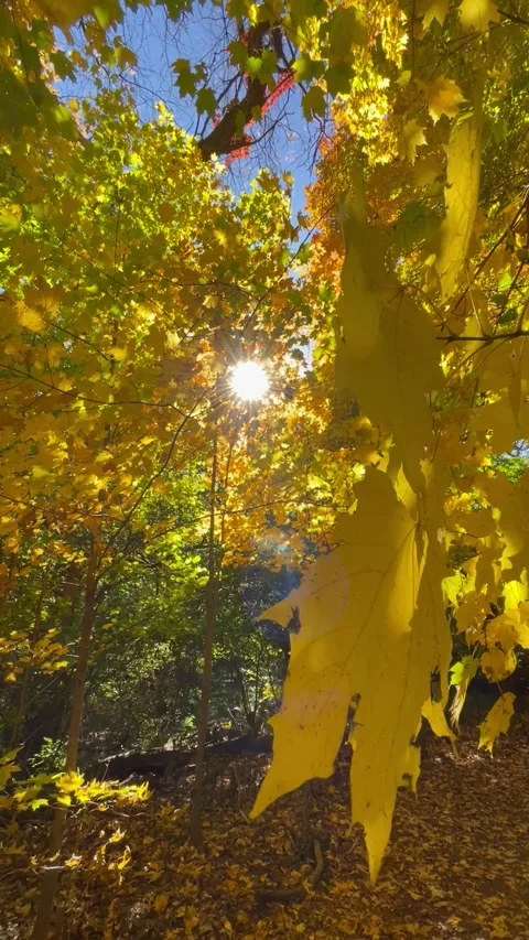 Sun Streaming Fall Leaves Stock Footage 258598898