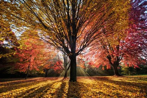 Sun streaming through the autumn trees in the UW arboretum. Stock-Fotos