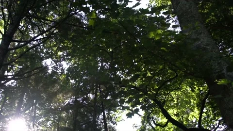 Sun Streaming through the Green Forest Video stock 203488704