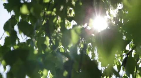 The sun streaming through the leaves of the tree Stock Footage 50491965