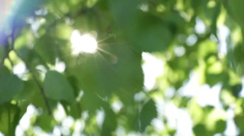 The sun streaming through the leaves of the tree Stock Footage 50491973