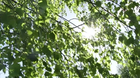 The sun streaming through the leaves of the tree Stock Footage 50491993