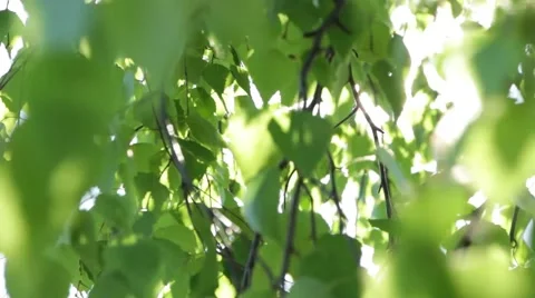 The sun streaming through the leaves of the tree Stockbeeldmateriaal 51338304