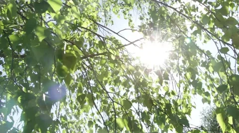 The sun streaming through the leaves of the tree Stock Footage 51338316