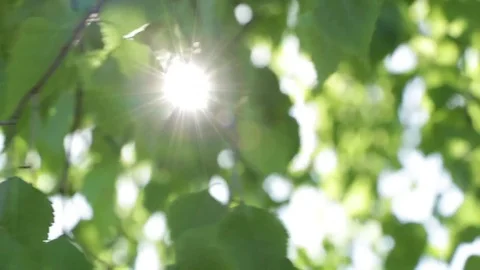 The sun streaming through the leaves of the tree Stock Footage 73162325