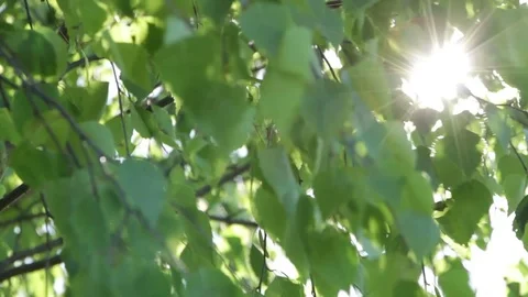 The sun streaming through the leaves of the tree Stock Footage 73162576