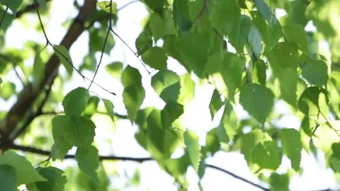 The sun streaming through the leaves of the tree Stock Footage 73175275