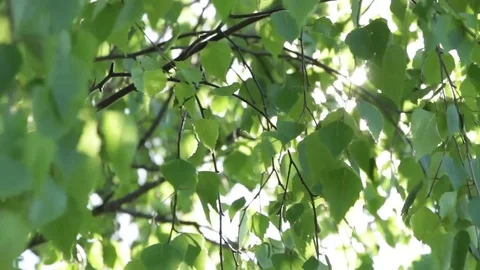 The sun streaming through the leaves of the tree Stock Footage 73175369
