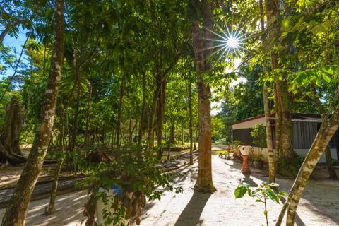 Sun Streaming Through Lush Trees In The Jungles of Suriname Stock Photos