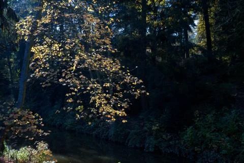 Sun streaming through the tree crown Stock Photos